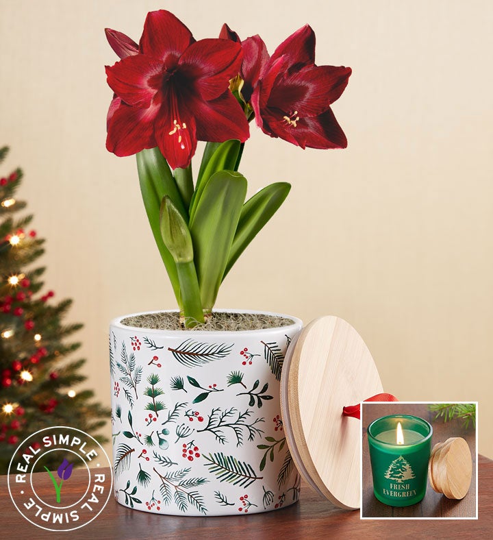 Holiday Amaryllis by Real Simple®